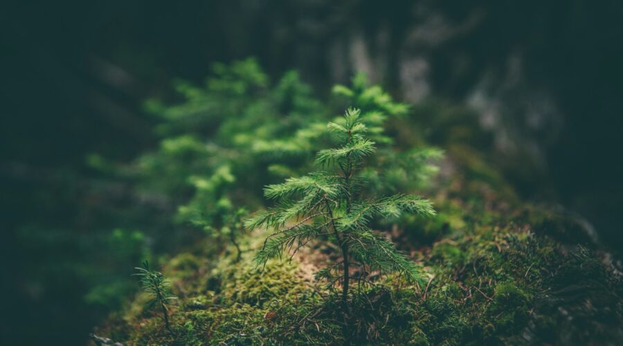 a sapling growing from the forest floor